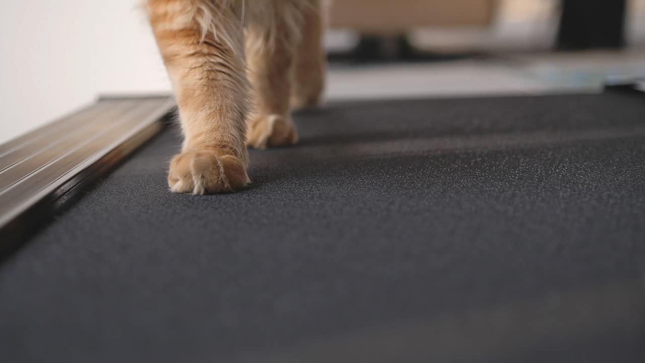 9 DIY Cat Treadmills You Can Build Today (With Pictures)