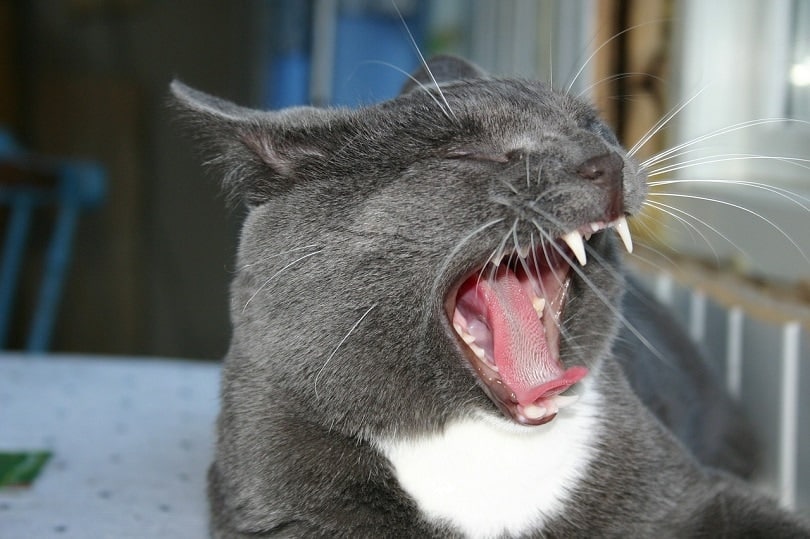 Why Does My Cat Meow So Much? 6 Reasons (Vet Answer)