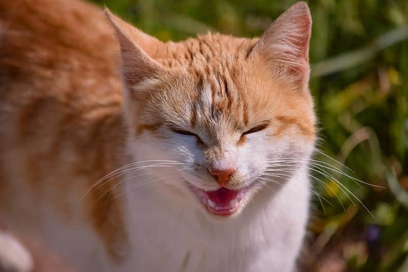 Why Is My Cat’s Bottom Lip Swollen? 9 Vet Reviewed Reasons & What to Do