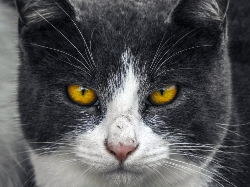 Why Does My Cat Have Whiskers on Their Eyebrows? Vet-Verified Facts & Functions