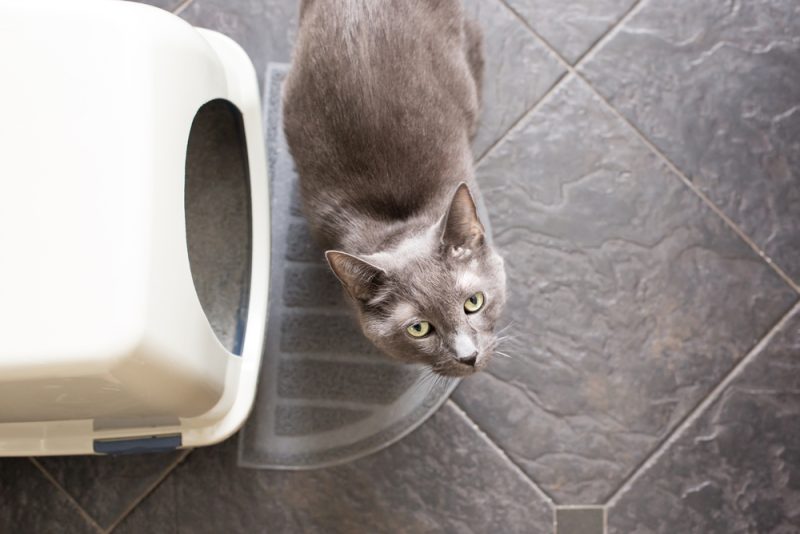 Is Your Cat Constipated? 12 Simple Remedies Vets Recommend Trying at Home