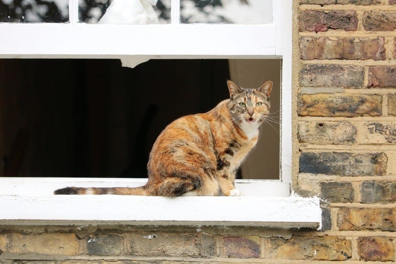 Why Do Cats Chirp? 3 Vet-Reviewed Reasons for This Behavior
