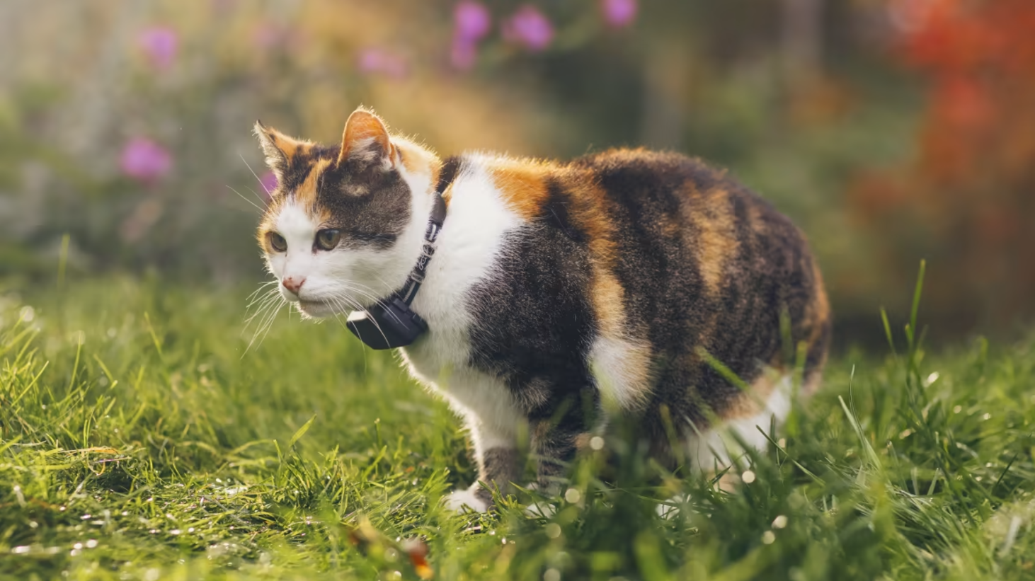 calico cat outside wearing the tractive gps cat mini