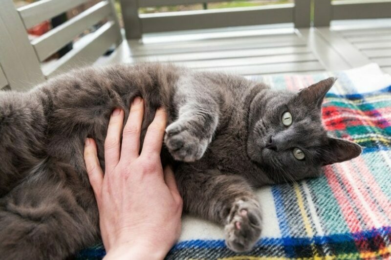 How to Tell if My Cat Has Worms? 5 Vet-Reviewed Signs