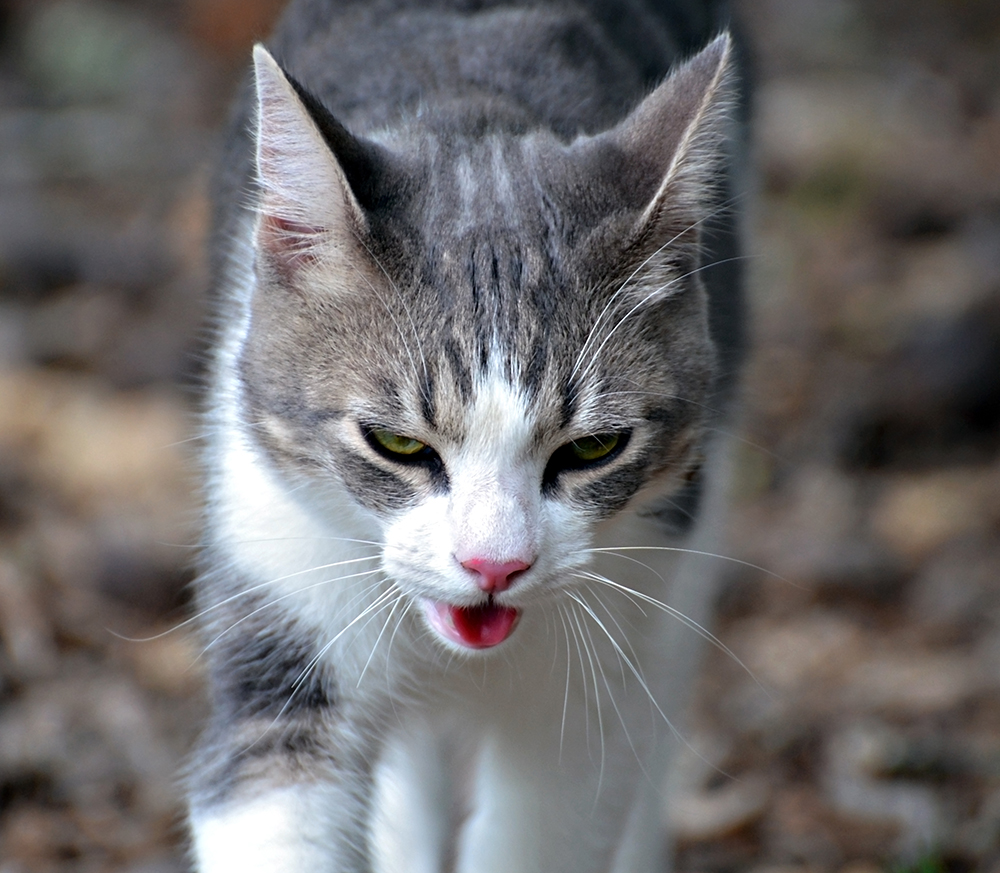 cat panting outdoor