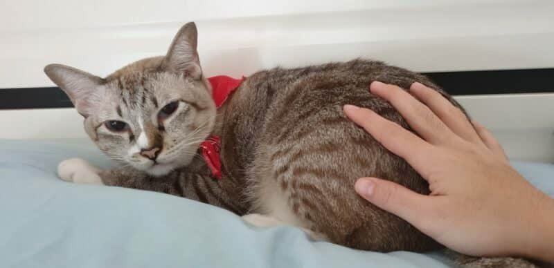Why Do Cats Like Their Butt Patted? 7 Vet-Reviewed Reasons