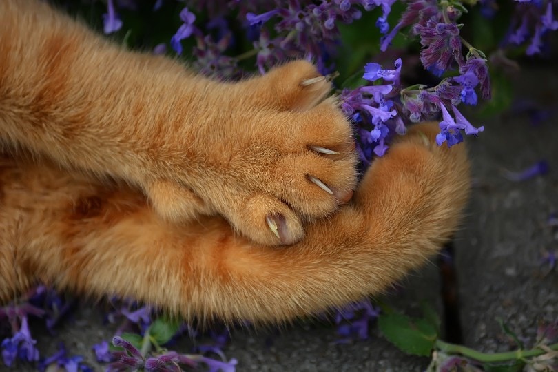 Why Do Cats Stretch Their Claws? 7 Vet Reviewed Reasons & Tips