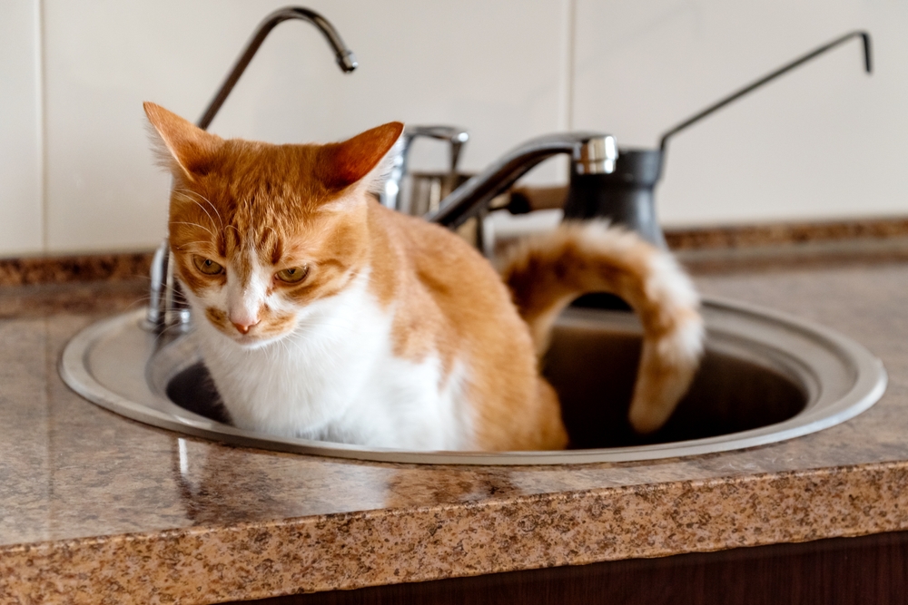 Cats Peeing in Sink or Bath Tub? 7 Ways to Stop it!