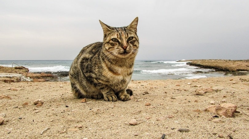Is Cat Panting Normal? Our Vet Explains