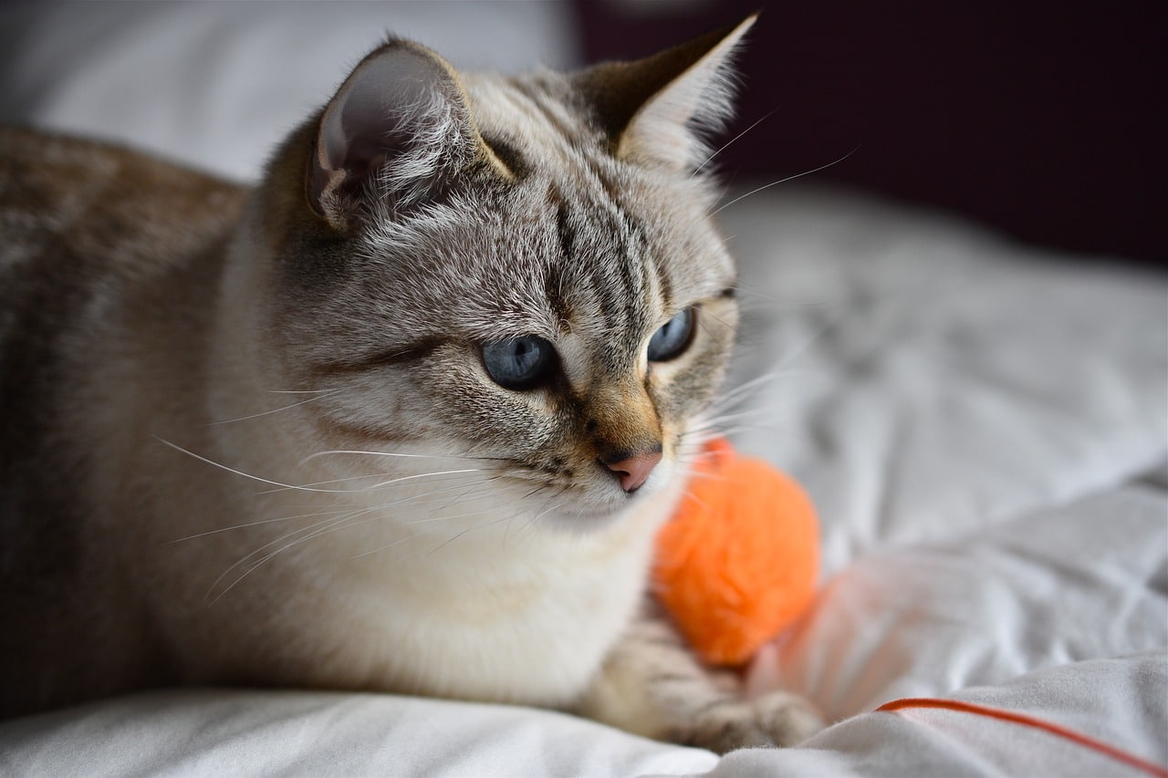 Can Cats Have Autism? Vet-Verified Facts & Science