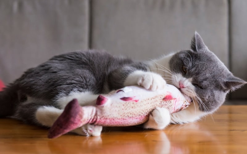 8 DIY Catnip Toys You Can Make Today (With Pictures)