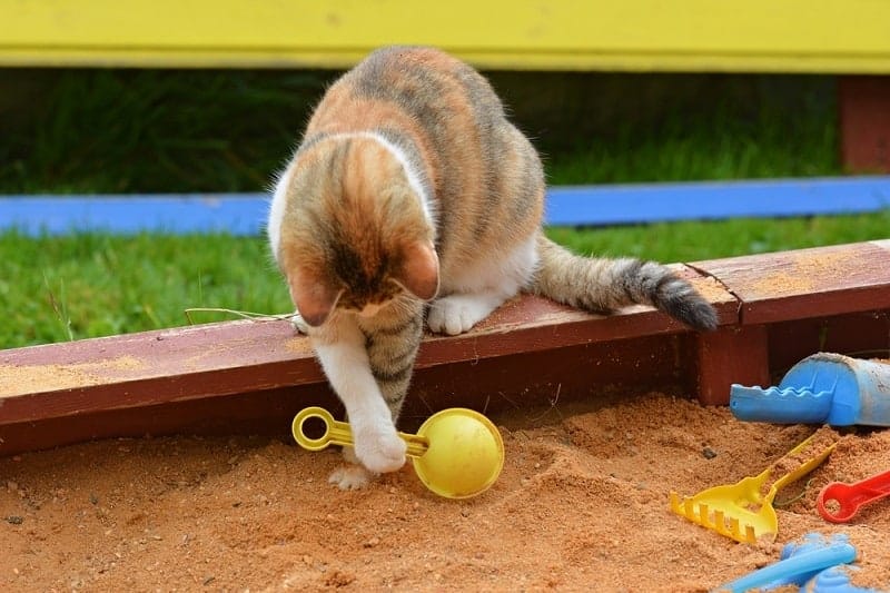 9 Ways to Keep Cats Out of a Sandbox: Vet Approved Tips & Advice
