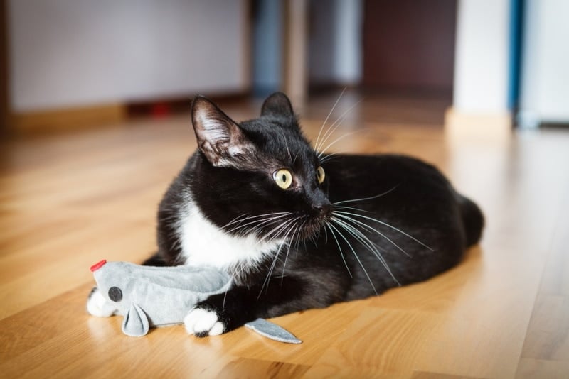 13 DIY Felt Cat Toy Plans You Can Make Today (With Instructions)