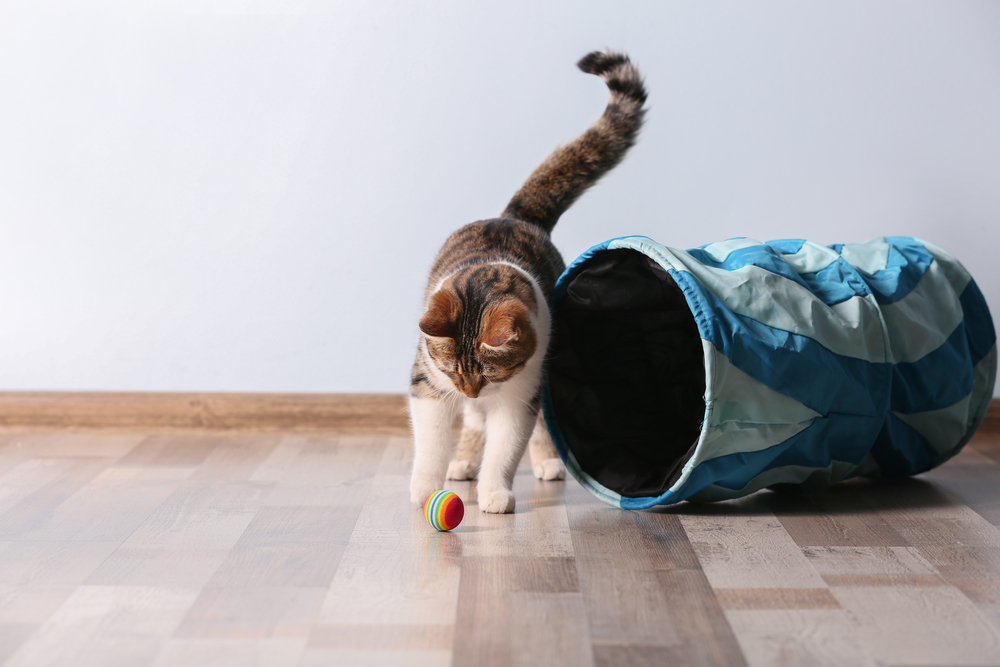 10 Best Cat Tunnels in 2026 - Reviews & Top Picks