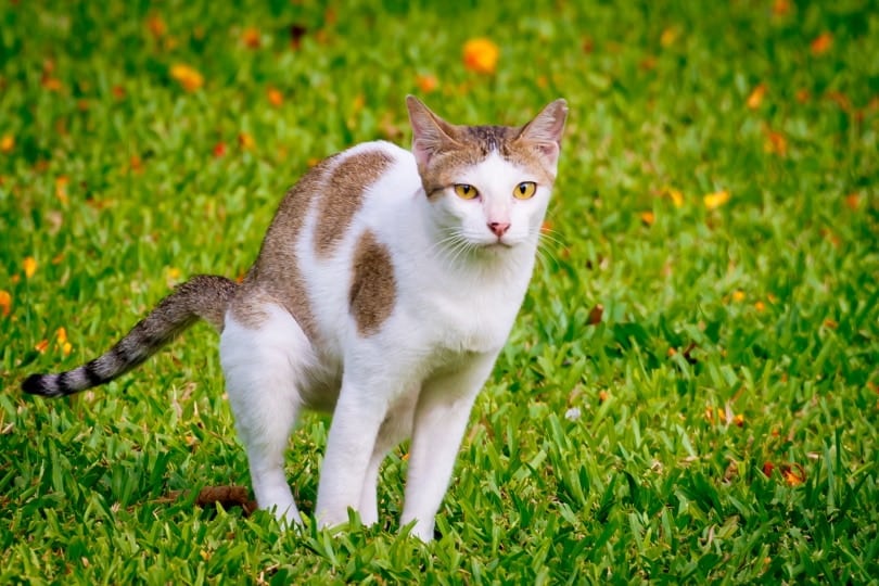 How Do I Tell If My Cat Is Constipated? 8 Vet-Reviewed Signs to Watch For