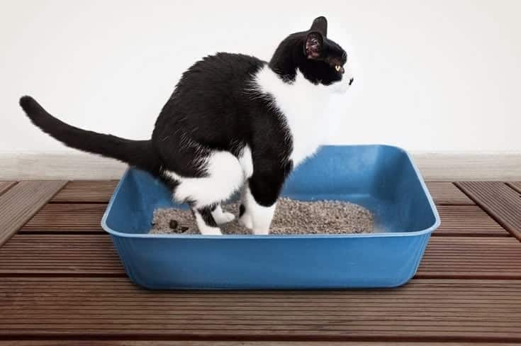 Do Cats Like Privacy When They Poop? Vet-Reviewed Feline Preferences