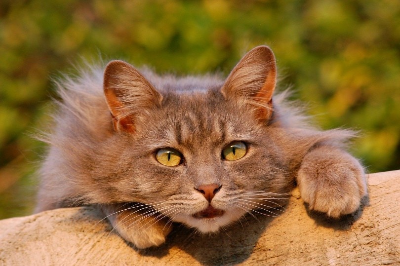 How Does a Cat Purr? The Evolution & Meaning Behind a Purr (Vet Reviewed)