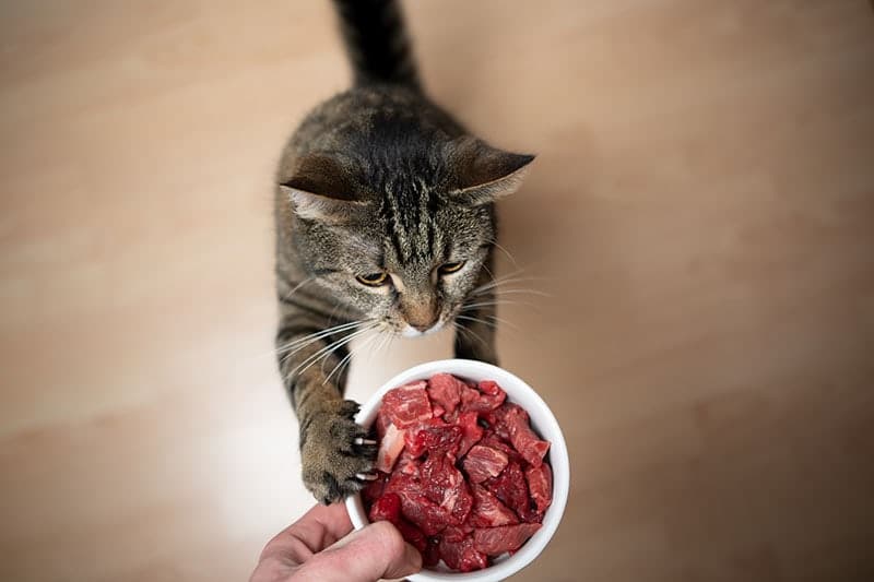 Transitioning Your Cat to Raw Food: 5 Crucial Tips