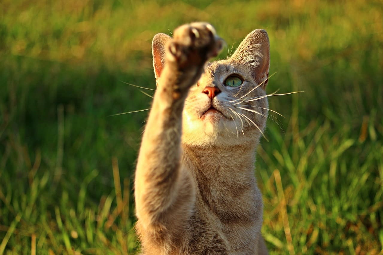 Right or Left? Do Cats Have a Dominant Paw? Vet-Reviewed Science & Info