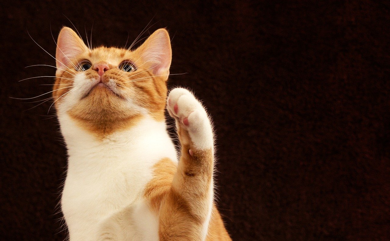 Why Does My Cat Reach His Paw Out to Me? 9 Vet-Verified Reasons