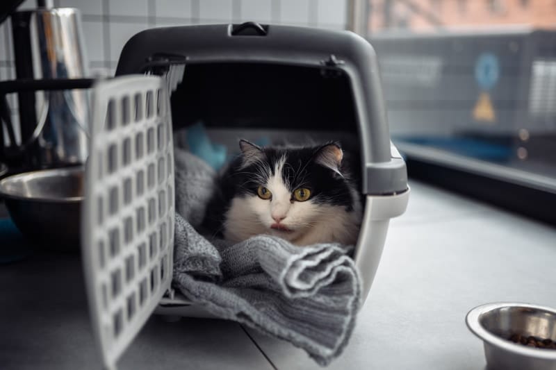 Moving With an Outdoor Cat: 12 Vet-Approved Tips to Consider