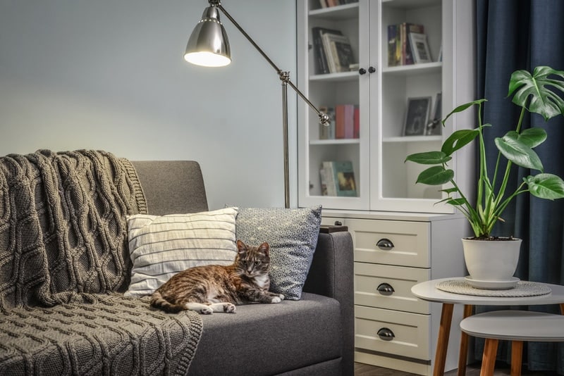 Are Heat Lamps Safe for Cats? Vet-Verified Safety Facts, Tips & Alternatives
