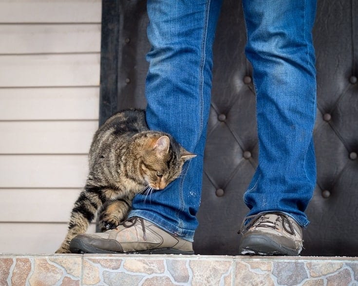Why Do Cats Rub Against You? 4 Vet-Verified Reasons For This Behavior