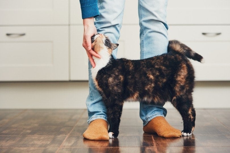 Do Cats Think We Are Cats, Only Bigger? How Felines Perceive Us
