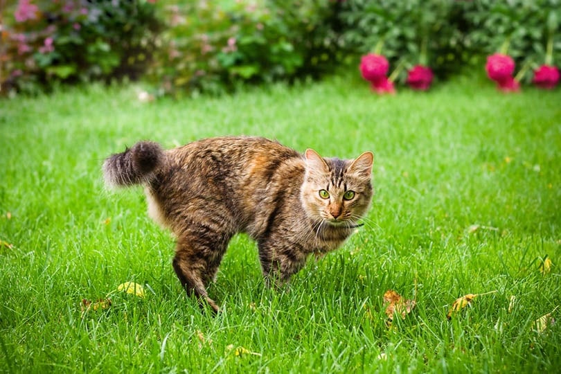 Why Is My Cat Running Sideways? 7 Vet-Reviewed Reasons