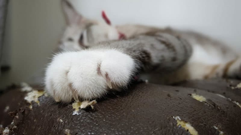 Why Do Cats Scratch? 4 Vet-Reviewed Reasons for This Behavior