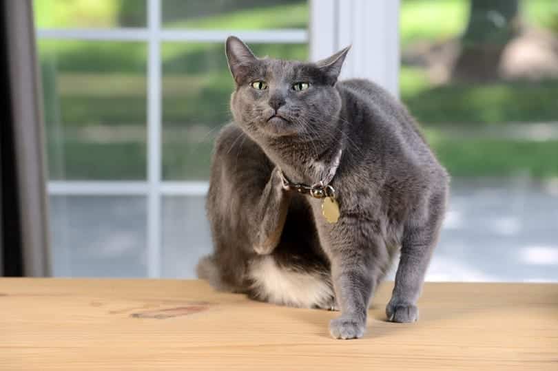 Can Cats Have Allergies? Vet-Approved Signs, Treatment & Prevention Tips