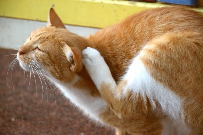 Will Cat Fleas Bite Humans? Vet-Reviewed Facts & FAQs