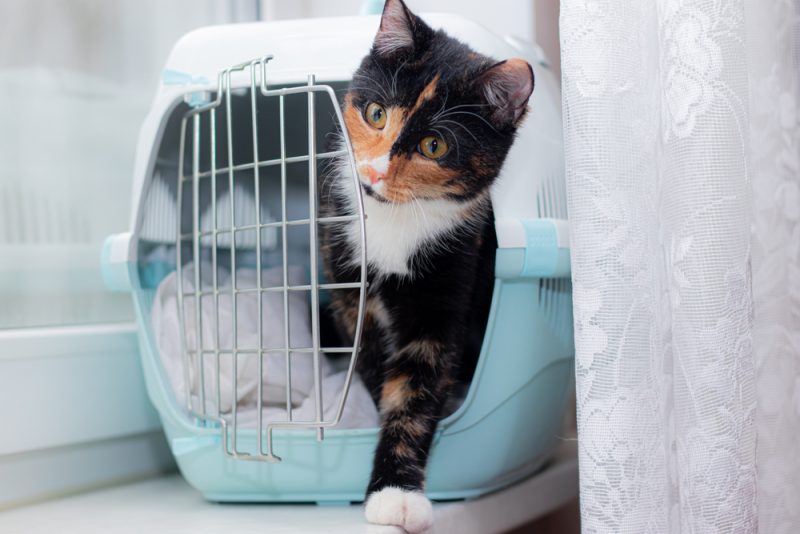 cat sits in a carrier for animals