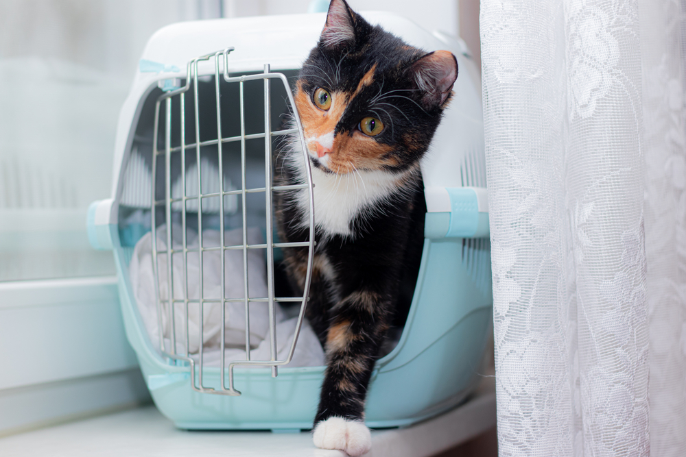 cat sits in a carrier for animals