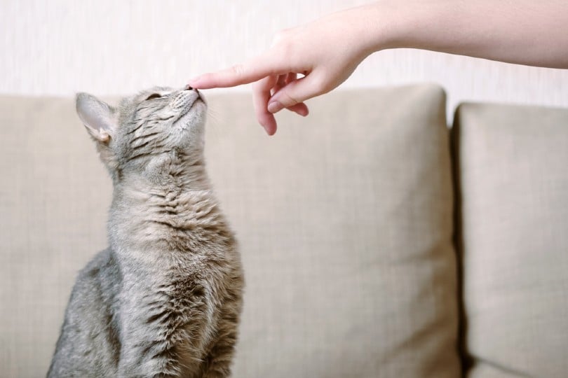 How to Train Your Cat: Vet-Approved Cat Training Guide