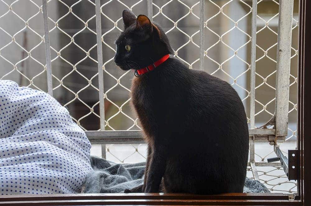 A Simple DIY Cat Fence Idea You Can Build Today (With Instructions)