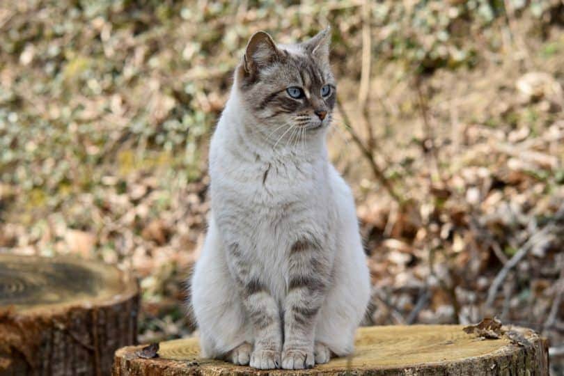 Why Do Cats Run Away? 10 Common Reasons for This Behavior