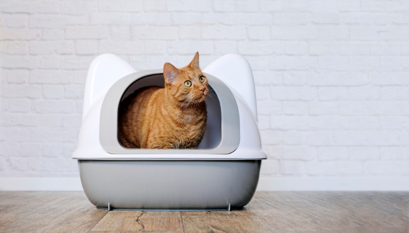 Inappropriate Elimination In Cats: Vet-Approved Guide & Explanation