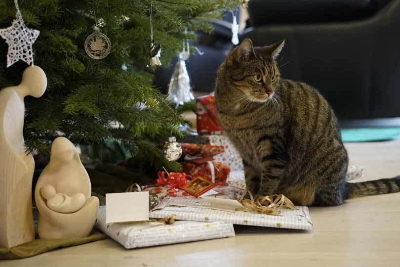 Why Do Cats Like Christmas Trees? 7 Vet-Reviewed Reasons
