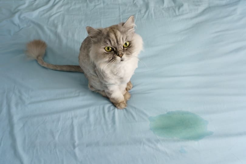 Cat Peeing on Dog Bed? 4 Reasons Why & How to Stop It!