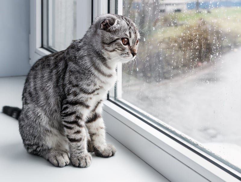 Can a Cat Predict the Weather? Facts & FAQ