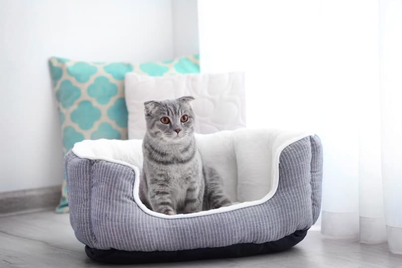 9 Best Heated Cat Beds in 2026 (Indoors & Outdoors) – Reviews & Top Picks