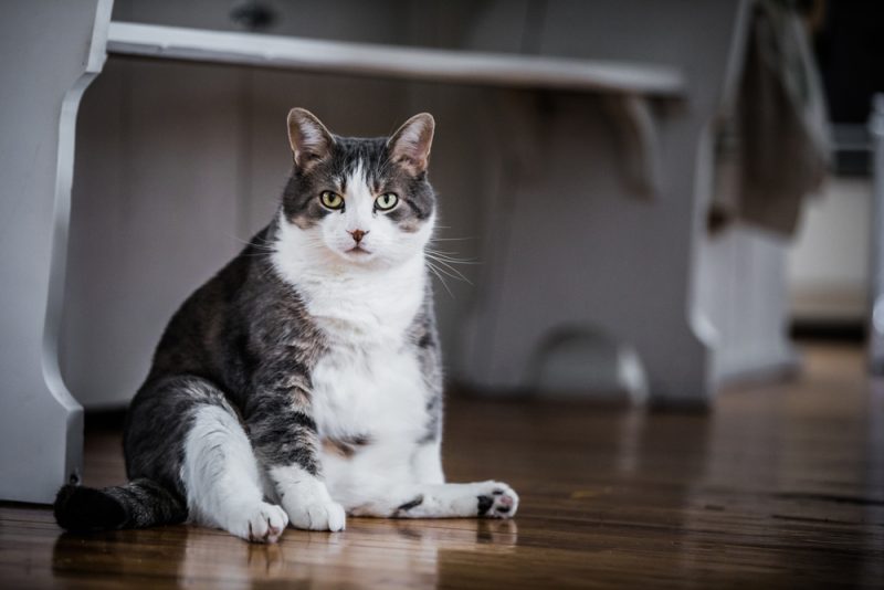 cat-sitting-on-the-floor-scooting