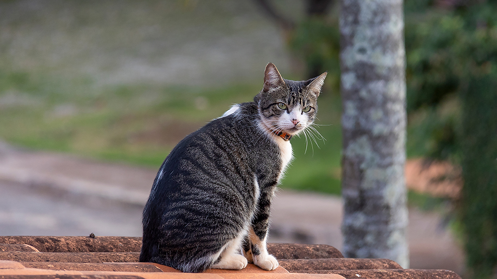 What Is High-Rise Syndrome? Cat Balcony Safety Explained