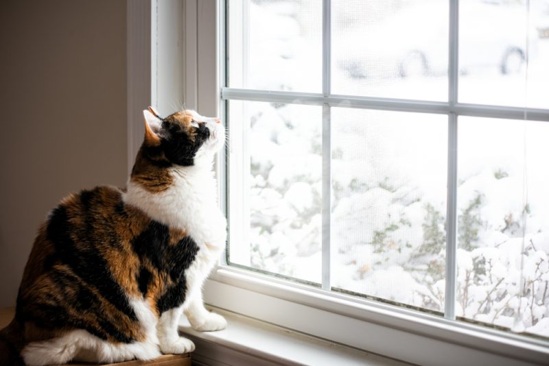 cat sitting on the windowsill