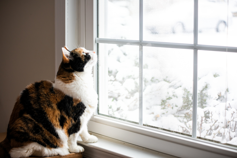 Proof That Moving Cats Indoors Is Easier Than You Think