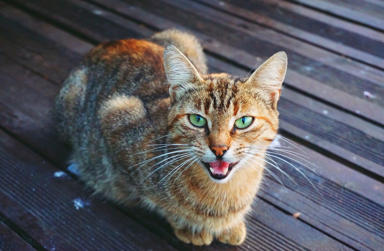 Why Do Cats Meow & Yowl? 10 Vet-Approved Reasons Behind the Behavior