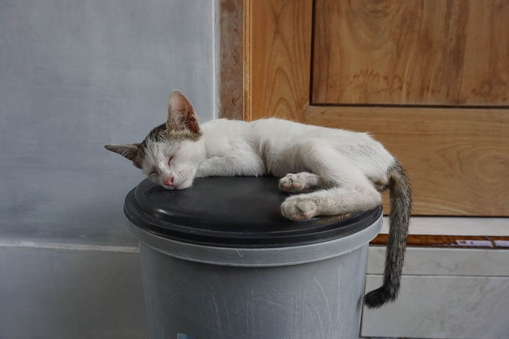 9 Best Cat-Proof Trash Cans in 2026 - Reviews & Top Picks