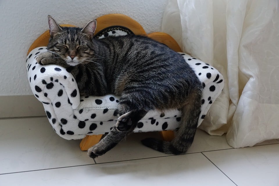 10 Best Designer Cat Furniture Brands of 2026 - Reviews & Guide