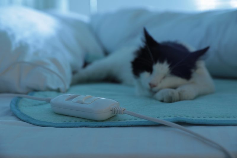 cat sleeping on a electric heated pad